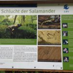 Seltenbachschlucht (25)