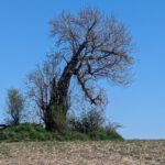 SaarRheinMainWeg (79)