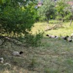 WeinTauber (14)