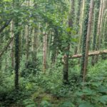 WeinTauber (65)