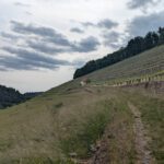 WeinTauber (68)