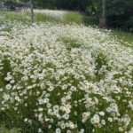 WeinTauber (79)