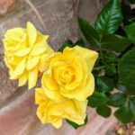 Wertheim (13)