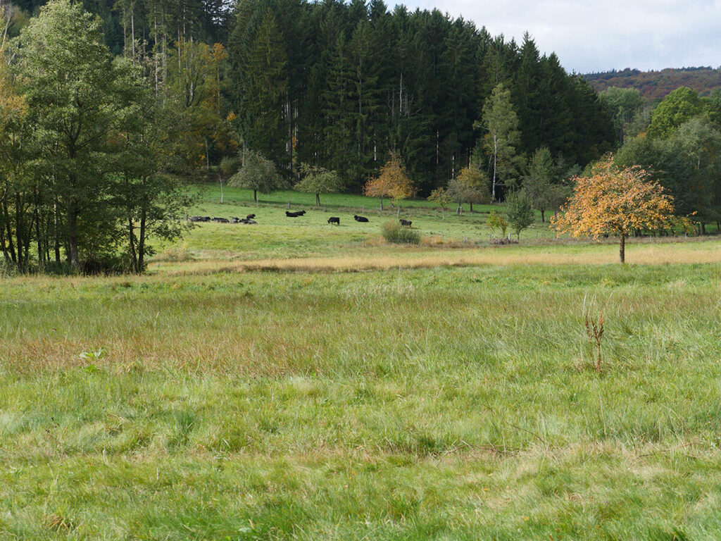 Tag des Wanderns Moorpfad Gras-Ellenbach