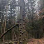 Frühjahreswanderung (11)