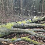Frühjahreswanderung (12)