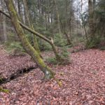 Frühjahreswanderung (25)