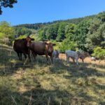 Sensbachtal (37)