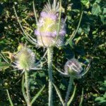 Sensbachtal (5)